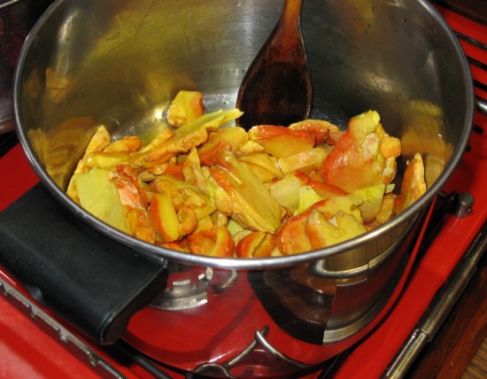 Macrolepiota Procera Parasol